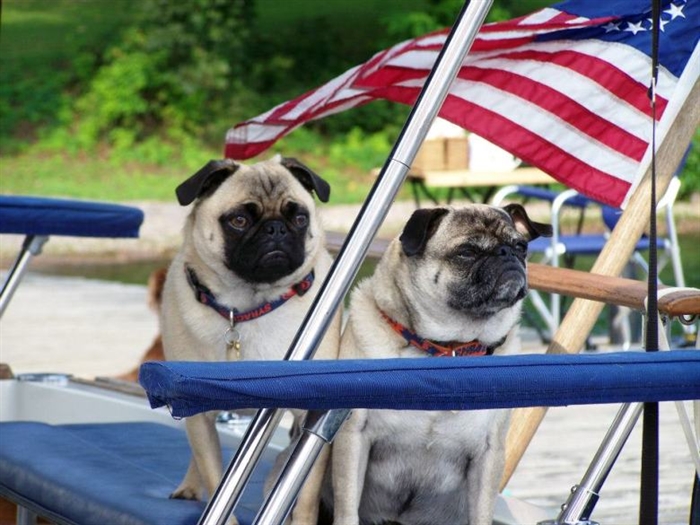 Our boating friend's dogs: Marley and Emma. Riverview Photography