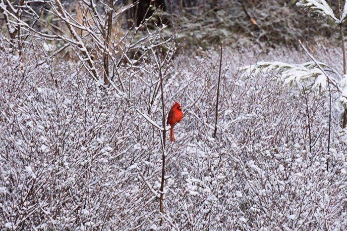 Adam Indeway wonders what this cardinal thought when he woke up that morning!