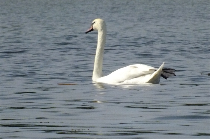 Sue March, Memorial Day Weekend, one of the swans from Flynn Bay, Grindstone Island. 