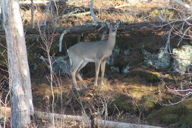 A deer at Grenadier Island seems surprised by human visitors. Photo by Kim Lunman