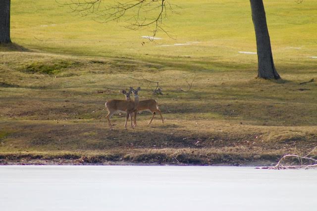 Two more deer graze at the fifth hole at the Grenadier Island Golf Course