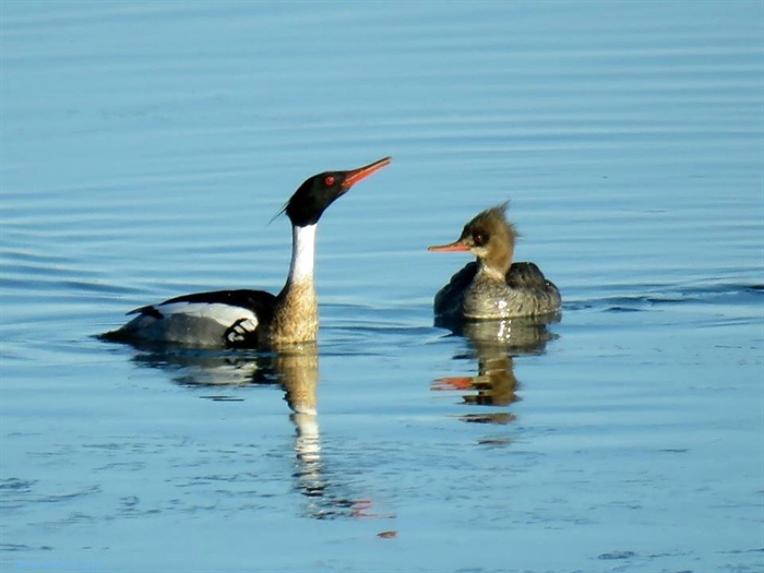 Dennis McCarthy captures two mergansers off Beadles Point