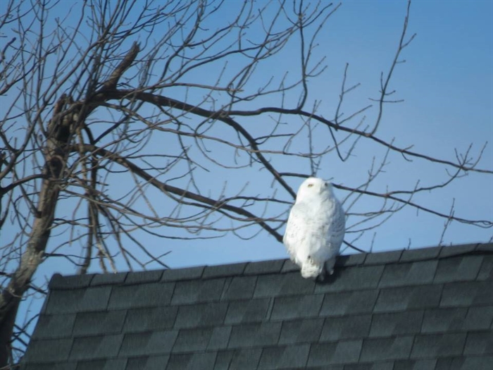Dennis Mc Carthy shares a Snowy Owl. Photo taken Feb. 3, 2018. 