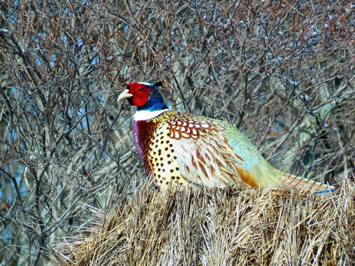 Dennis McCarthy finds a Pheasant - real colors - not photoshoped!