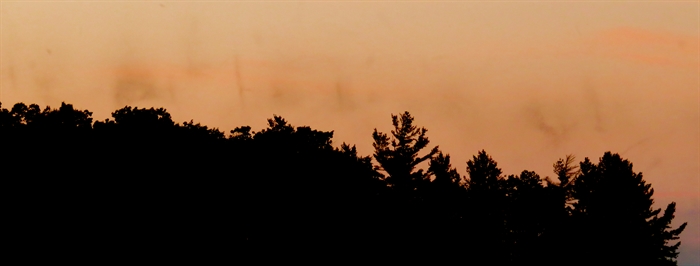 At sunset, bugs emerging from the line tall white pines on Murray like plumes of smoke. 
