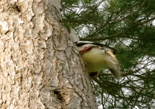 Female Merganser as she enters her tree cavity nest. 