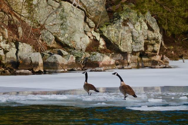 Two Canada Geese tip toe on the icy shores of Little Grenadier Island.Photo by K. Lunman