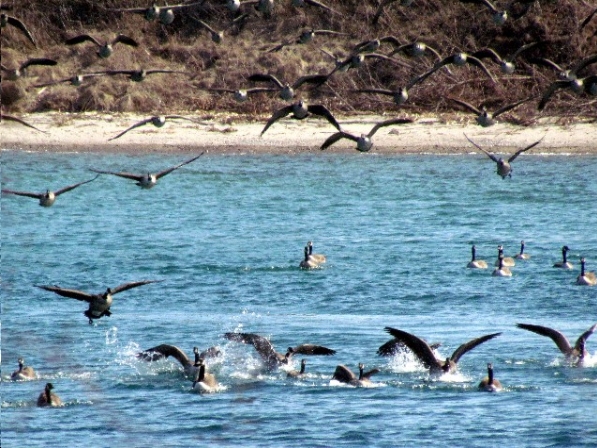 Dennis McCarthy catches the geese coming into Beadles Point