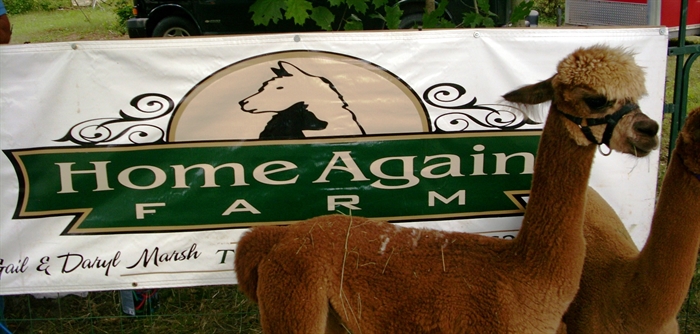 The friendly alpacas from Home Again Farm