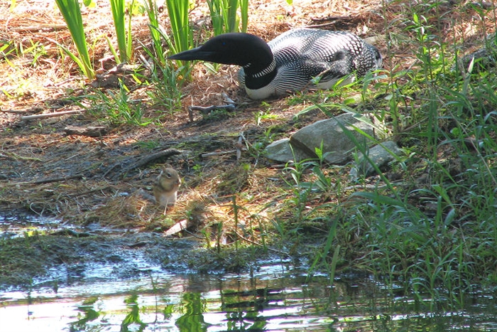 Paul Cooledge captures a nesting loon and a chipmunk - yes a chipmunk! 