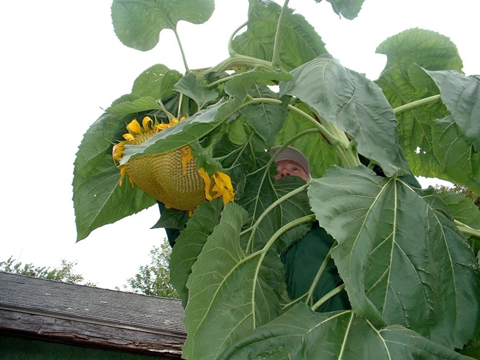 Inside the sunflower plant