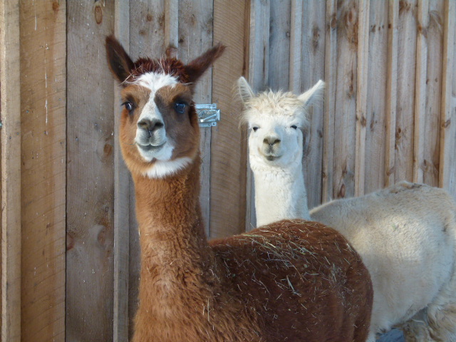  Alpacas in January by Janet Sullins
