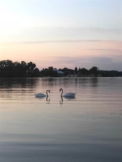 Lori Marra shares her neighborhood swans.Yes, they are back. 