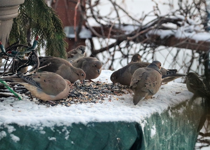 Lynda Crothers captures her morning guests at breakfsst on Dec 18, Wolfe Island.