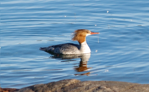 This is a merganser without the soot.