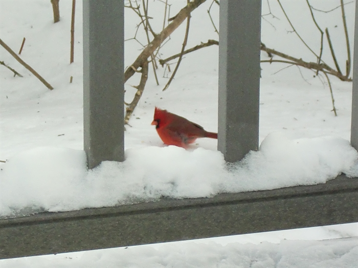 Melissa Rosenberger's winter cardinal. 