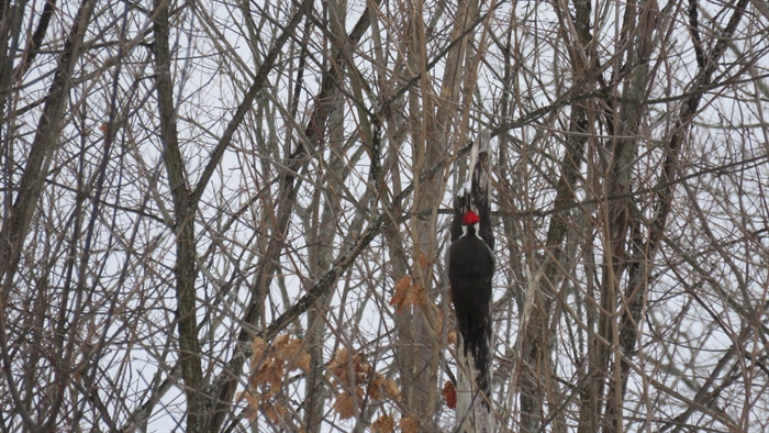 New Year's woodpecker by Doug McLellan