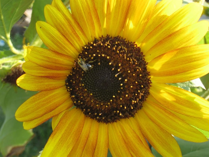 One Sunflower and the bee