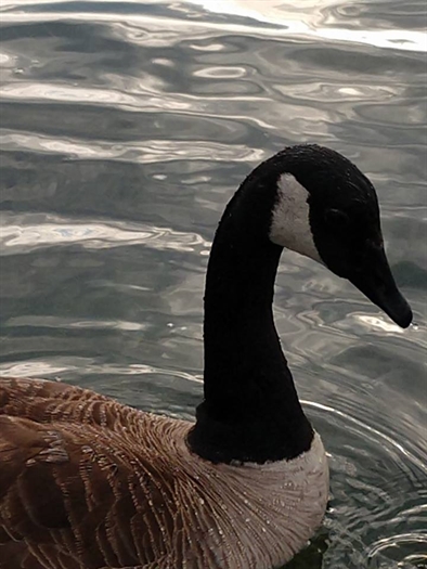 Ronnie Wadsworth calls this Goose in Ripples