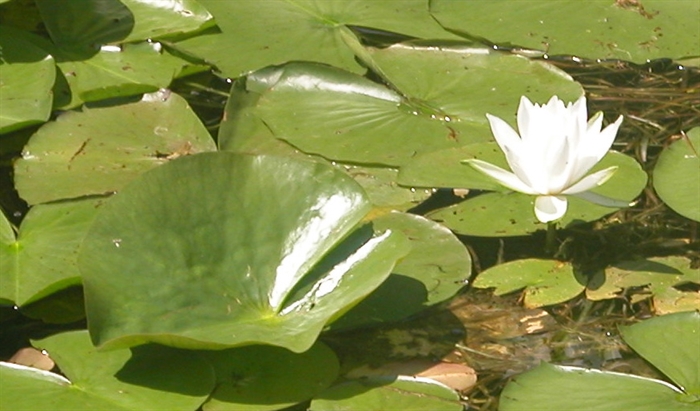 White water lilies blooming in the shallows 