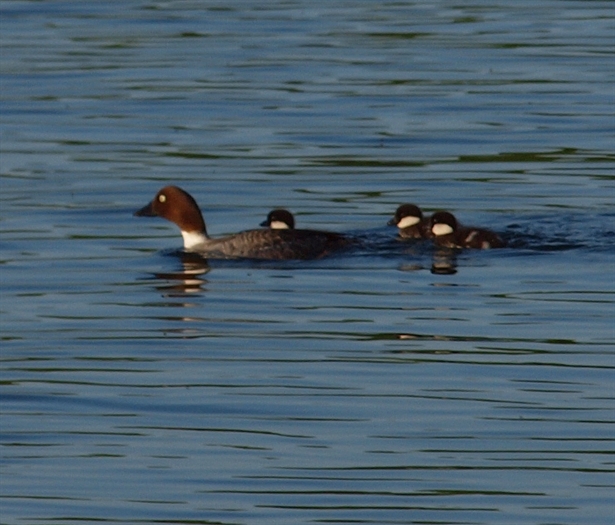 A Goldeneye and her chicks 