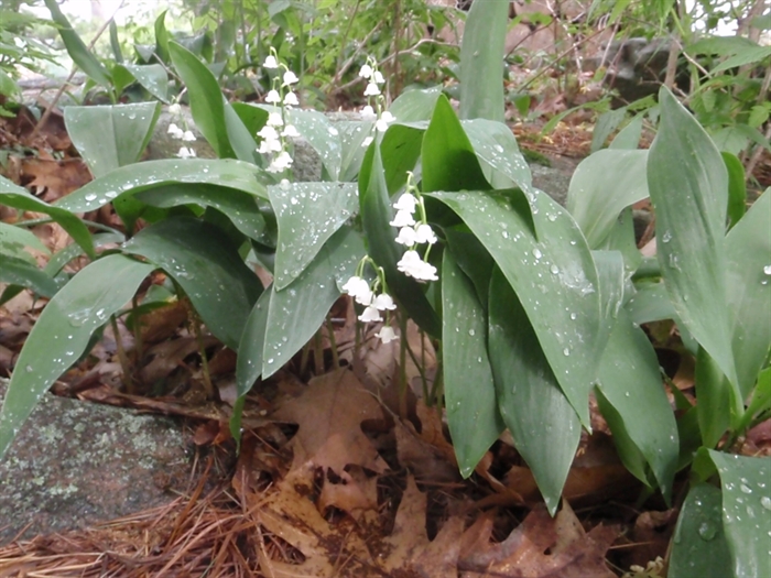 Fragrant lilies-of-the-valley after a spring shower. 