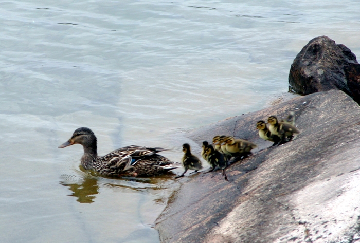 Ducklings hatch out and are about to take their first swim. 