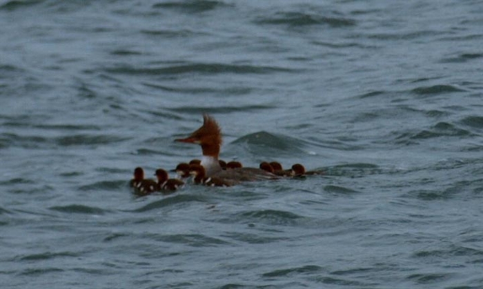 Looking forward to seeing mama merganser and her mixed brood of fluffy chicks