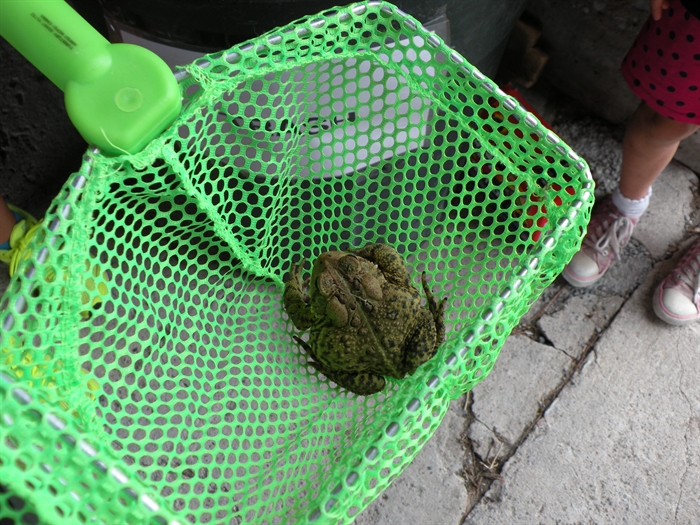 The nets from Reinman's came in handy for catching this toad