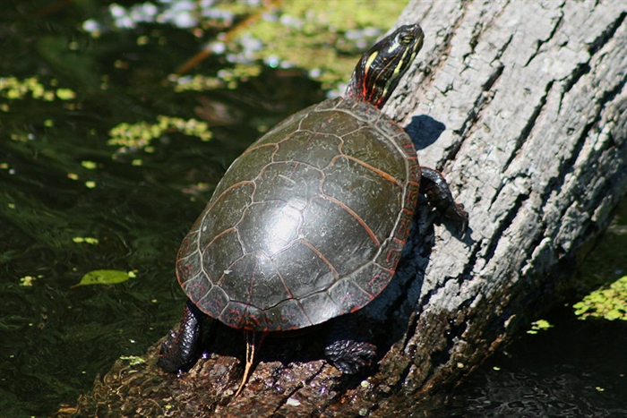 Lillian Cooledge @1000islandimages.com finds an Otter Creek turtle