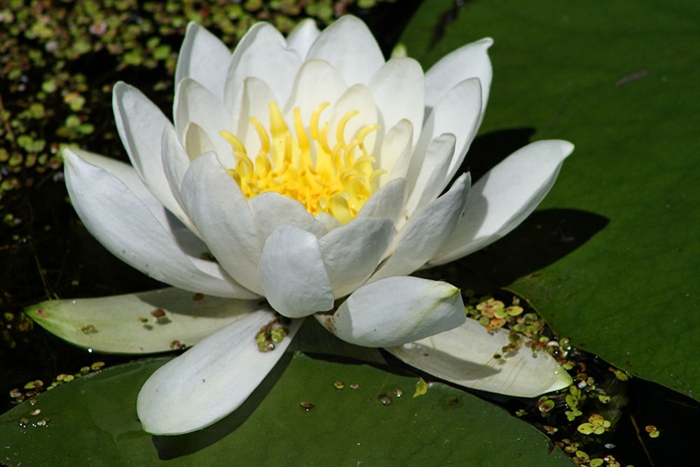 Water Lilly in Otter Creek by Lilian Cooledge @1000islandimages.com