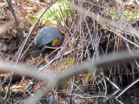 This Blanding’s turtle was out on April 1. Photo B. Arnebeck