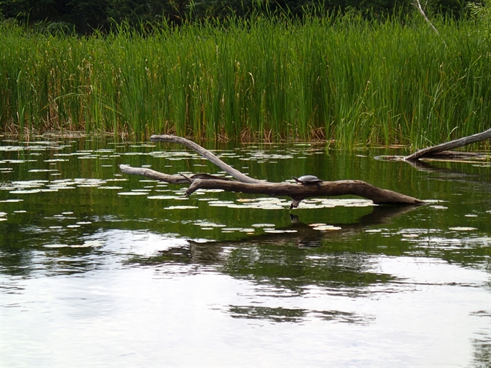 Turtle habitat in the marsh.  Photo by John Street.