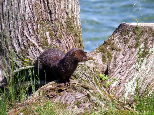 Dennis McCarthy watches a mink on Beadles Point