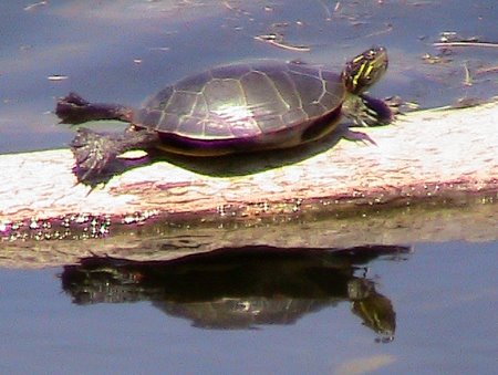 The painted turtle's extreme relaxation pose. Photo B. Arnebeck