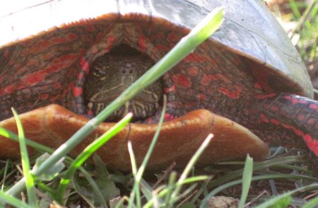 Why the painted turtle is call painted. Photo B. Arnebeck