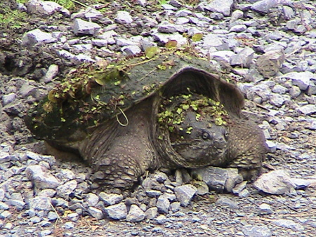 Snapping turtles can’t resist laying eggs by the side of roads. Photo B. Arnebeck