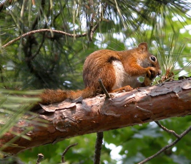 A red squirrel eating an acorn.