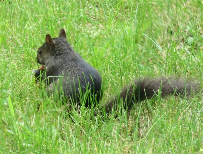 There seems to be more black squirrels than gray squirrels on the island.