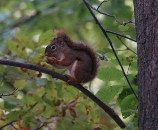 Red squirrels are a rare treat.