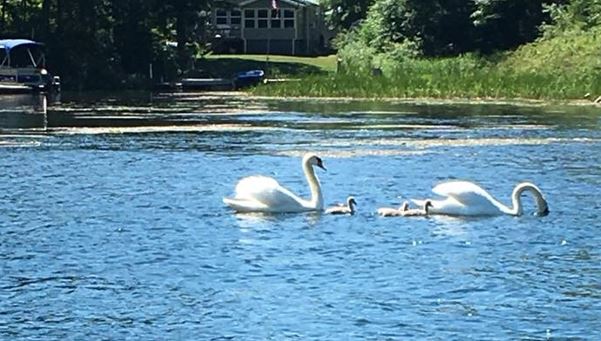 Kristen Kratzert shares her swans with TI Life.