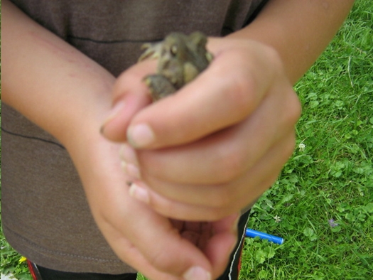 We caught a toad, there is lots of wildlife on Tremont Island.  We let it go before dark.