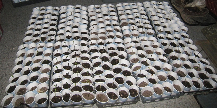 Want to plant a seedling?