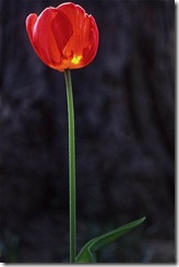 Tulip, Danielson