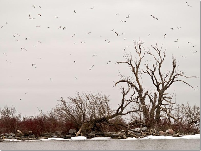 Ice Birds by Kathy Kempson