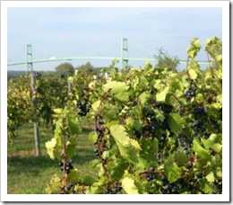 TI Winery Vines view of Bridge