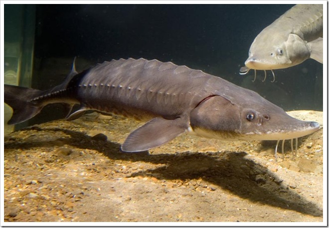 Lake Sturgeon