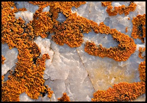 Spring lichens