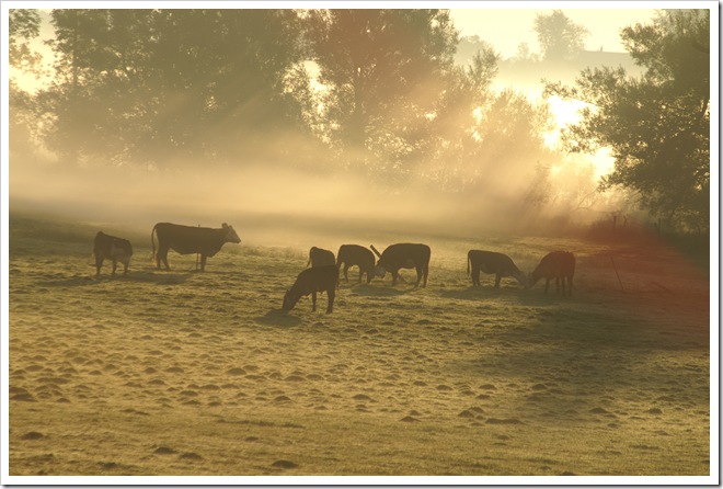 Farm © 2009 D.F. Baker