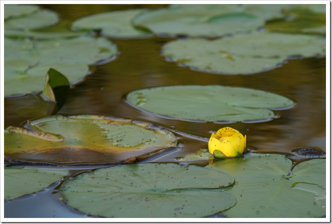 lily pad © 2009 D.F. Baker